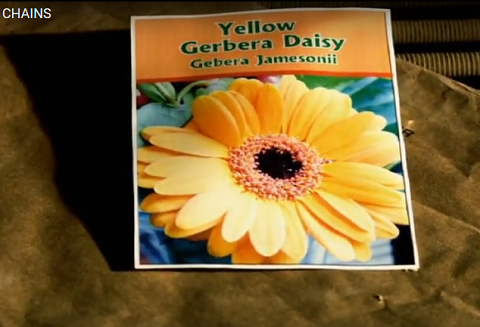 Risking death by growing a flower... Chains. Photo of a seed packet, from short film "Chains"